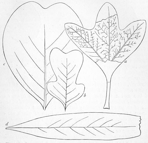 Fig. 186