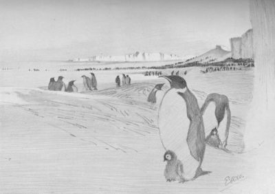 Emperors, Barrier And Sea Ice&mdash;E. A. Wilson, del.