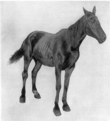 Fig. 56&mdash;Bog spavin. Showing point of view which may be
most advantageously taken by the diagnostician in examining for
distension of the capsular ligament of the tarsal joint.