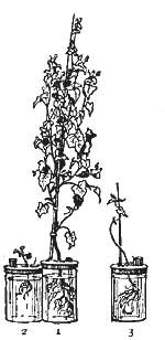 FIG. 163.&mdash;Water cultures of buckwheat: 1, with all the
food elements; 2, without potash; 3, without nitrates.
