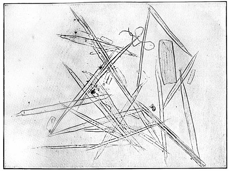 Fiber derived from the woody portion of
the hurds. &times;75. From a microphotograph.