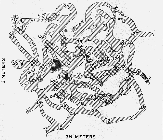 Fig. 2.&mdash;Diagram of a typical den of Dipodomys spectabilis spectabilis.