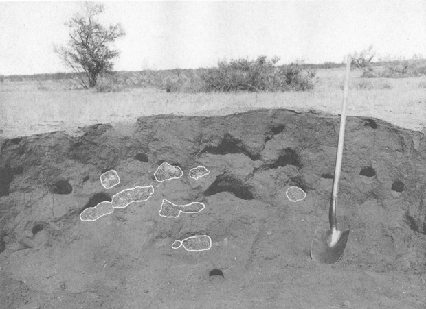 Plate VII. Fig. 1.&mdash;Den Excavated on Range Reserve.