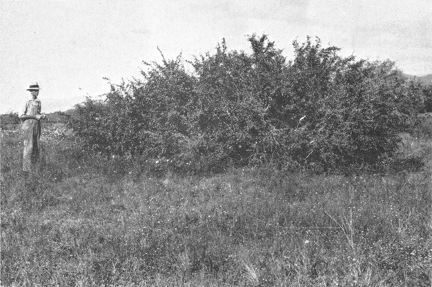 Plate VIII. Fig. 2.&mdash;Growth Following Elimination of Kangaroo Rats.
