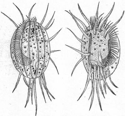 Euplotes charon,
dorsal and ventral aspects