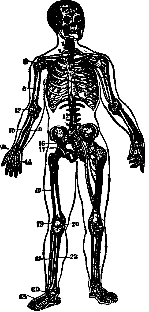Illustration:
Fig. 16.