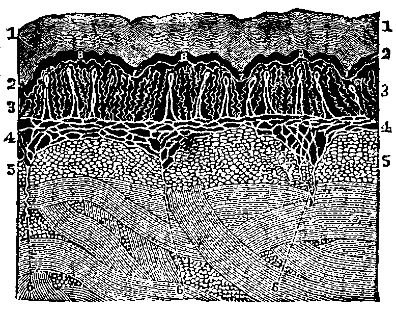 Illustration:
Fig. 50. Anatomy of the skin. 