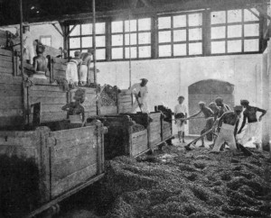 FERMENTING BOXES, JAVA.
From the last box the beans are shovelled into the washing basin.
(Reproduced from van Hall's _Cocoa_, by permission of Messrs. Macmillan & Co.)