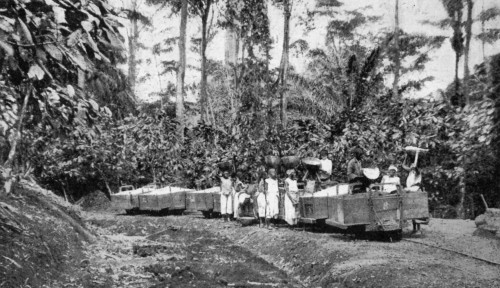 CHARGING THE CACAO ON TO TRUCKS IN THE PLANTATION, SAN THOM&Eacute;.