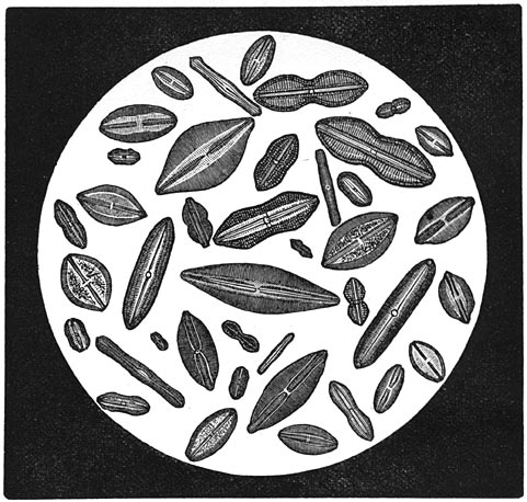 Fig. 36.&mdash;Verschillende vormen van Diatome&euml;n.