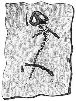 Fig. 187. Fossiele overblijfselen van den protriton petrole&iuml;.