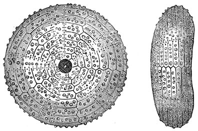 Fig. 242. Zee&euml;gels der Juraperiode.