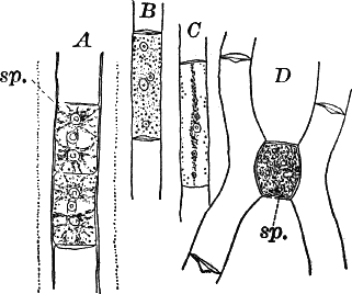 Fig.&nbsp;19.