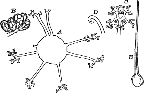 Fig.&nbsp;41.