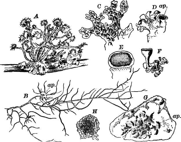 Fig.&nbsp;45.