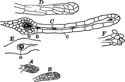 Fig.&nbsp;61.