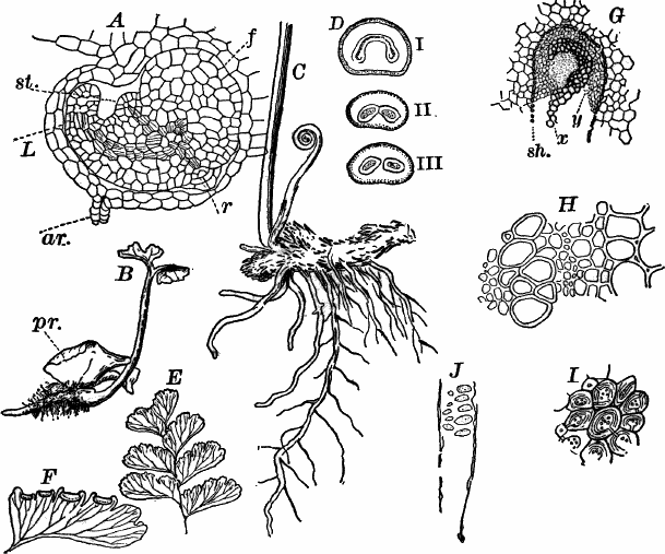 Fig.&nbsp;67.