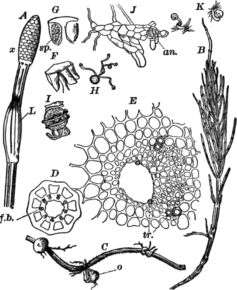 Fig.&nbsp;72.
