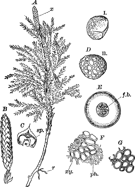 Fig.&nbsp;73.
