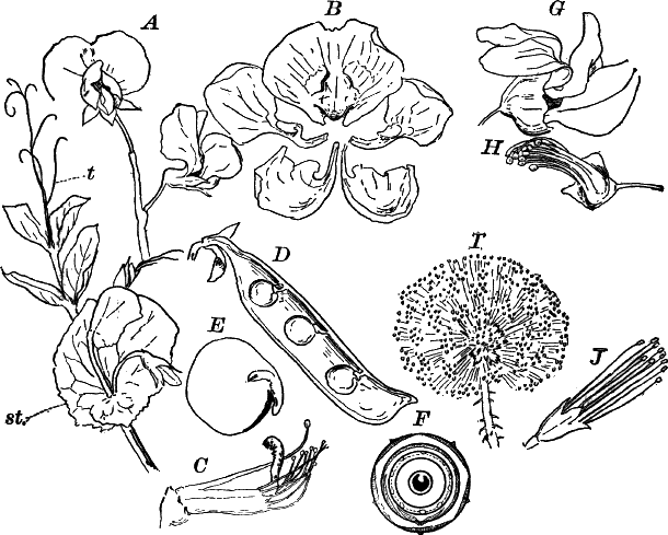 Fig.&nbsp;115.