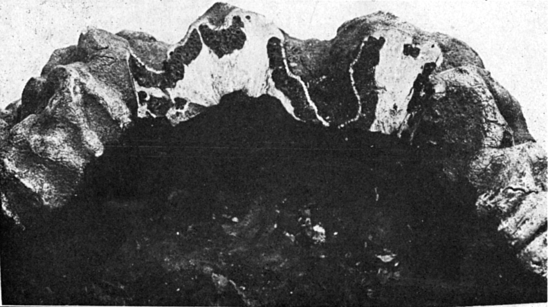 Fig. 856. Engleromyces G&oelig;tzei.