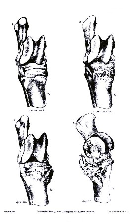 PLATE XXIX.