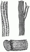 Muscle fibres highly magnified Bundle of fibres. Tubes of one fibre. Proper carving of fibres&mdash;across
the grain.