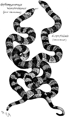 A non-venomous species
of snake resembling a venomous one.