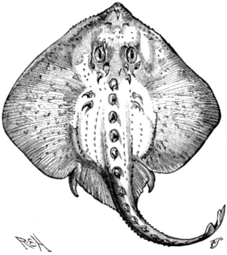 Raia radiata, representing the life size of
the youngest individual in which muscle fibres have been found
developing into electric cells.