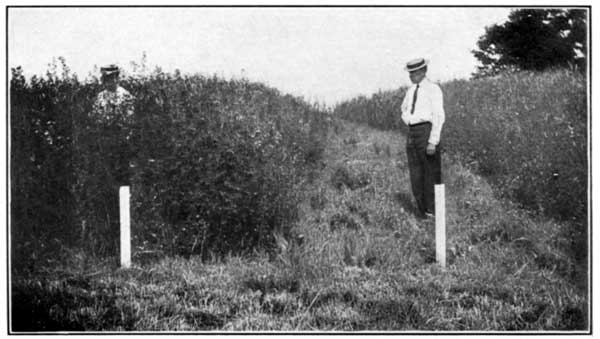 Remarkable Effect of Lime on Sweet Clover at the Ohio
Experiment Station