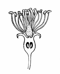 4. Longitudinal
section of the flower.