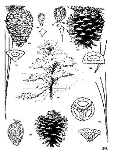 PLATE XXXIV. P. RIGIDA (292-294), SEROTINA (295-297),
PUNGENS (298-300)
