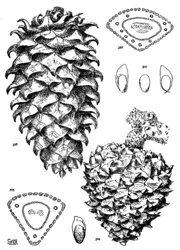 PLATE XXXVIII. P. TORREYANA (324, 325), SABINIANA
(326-328)