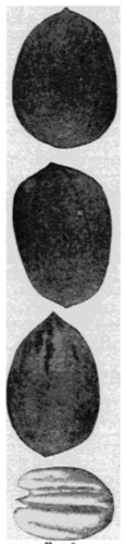 Fig. 2. Money-maker, Post, San Saba, Half Kernel of
Bacon