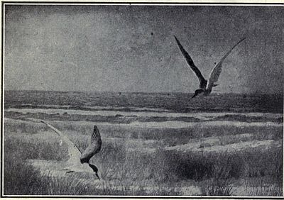 COMMON TERN