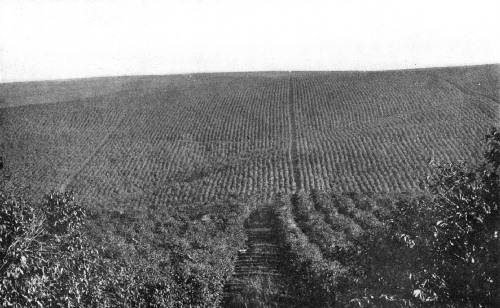 FAZENDA GUATAPARA, S&Atilde;O PAULO, BRAZIL, WITH 800,000 TREES IN BEARING