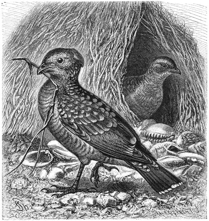 Kraagvogel (Chlamydodera maculata). &frac12; v. d. ware grootte.