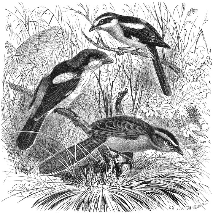 1) Roodkoppige Klauwier (Lanius senator). 2) Maskerklauwier (Lanius nubicus). 3) Tsjagra (Malaconotus erythropterus). &frac12; v. d. ware grootte.