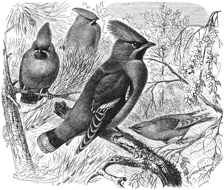 Pestvogel (Bombycilla garrula). &frac12; v. d. ware grootte.