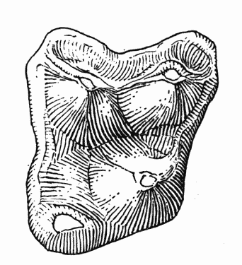 Fig. 2. Sinclairella dakotensis
Jepsen, UCM no. 21073, right M2; Orellan, Weld County, Colorado;
drawing by Mrs. Judith Hood: occlusal view, approximately × 9.