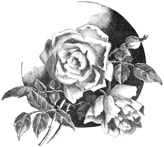 Fig. 84. Theeroos &ldquo;Elise Fugier&rdquo;.