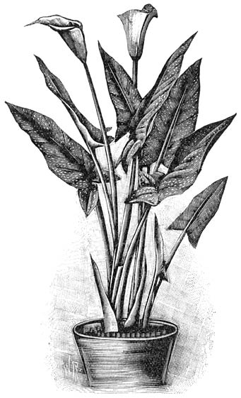 Fig. 131. Calla &aelig;thiopica albo-maculata.