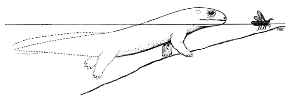 Fig. 12. Hesperoherpeton garnettense Peabody. Probable appearance
in life. &times;&nbsp;0.5.