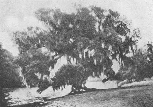 The Evangeline Oak
Near the “Poste des Attakapas”