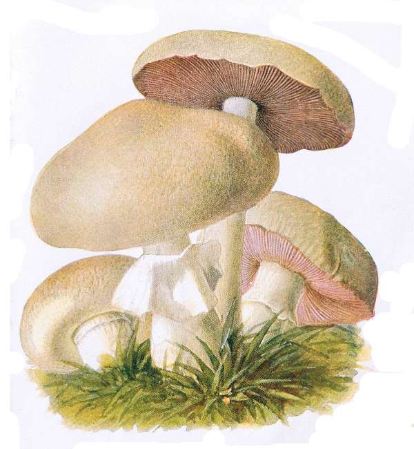 18. Feld-Edelpilz. Feld-Champignon. E&szlig;bar.