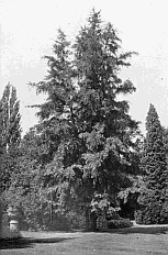 MAIDENHAIR TREE (Ginkgo biloba syn. Salisburia adiantifolia);
FROGMORE.