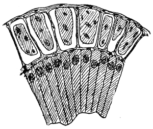 2. Section through a venom
gland of Latrodectus
13-guttatus showing
the peritoneal, muscular
and epithelial layers.
After Bordas.