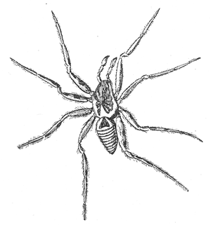 4. The Italian tarantula (Lycosa tarantula).
After Kobert.