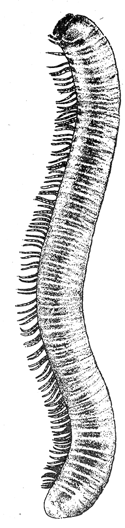 13. A millipede.
After Comstock.