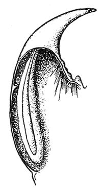 15. Mandible of
Scolopendra
cingulata
showing
venom
gland. After
Dubosq.